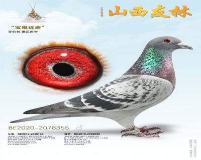 亚伯特.德瓦原舍“宝琳近亲”