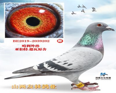 德瓦“达维尼亚”全平辈