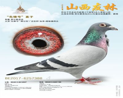 利奥“先锋号”直子
