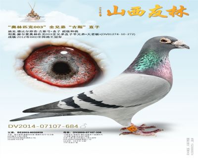 “奥林匹克003”全兄弟“古斯”直子