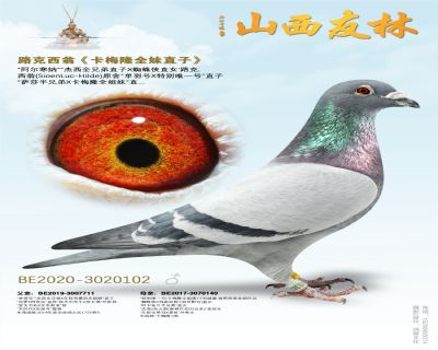 路克西翁《卡梅隆全妹直子》