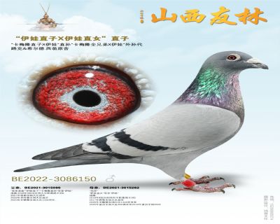 路克西翁“伊娃直子X伊娃直女”直子