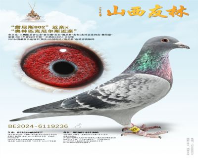 “詹尼斯802”近亲x“奥林匹克尼尔斯近