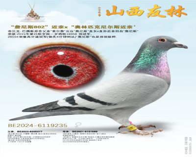 “詹尼斯802”近亲x“奥林匹克尼尔斯近