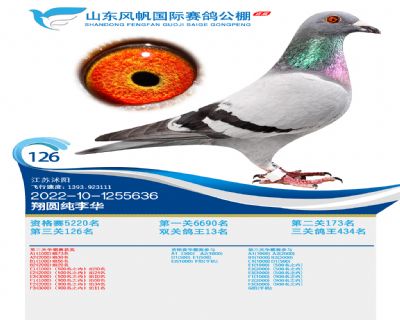 山东风帆126名、双关鸽王13名