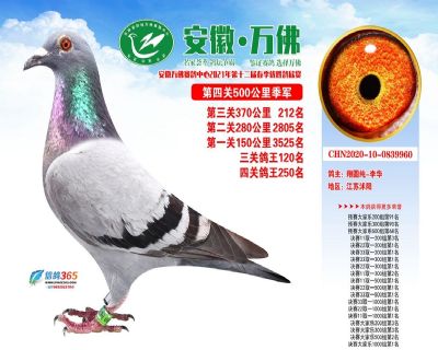 万佛2021年春棚500公里决赛季军