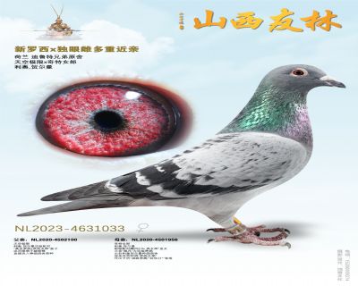 利奥贺尔曼“新罗西*独眼雌”极度近亲