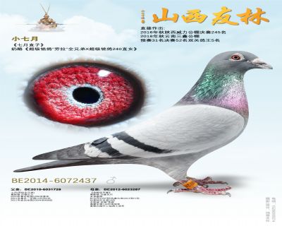 “劳拉＂侄子“小七月”