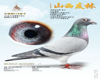 恩格斯超级种雄178直子