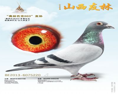 “奥林匹克003”直孙