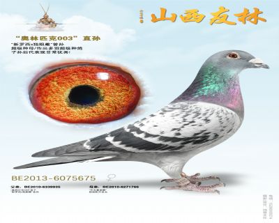“新罗西x独眼雌“曾孙