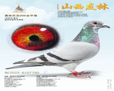 奥林匹克006全平辈“自由号”直女