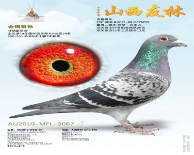 金刚狼直孙