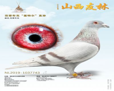 范登布克“基特尔近亲”直孙