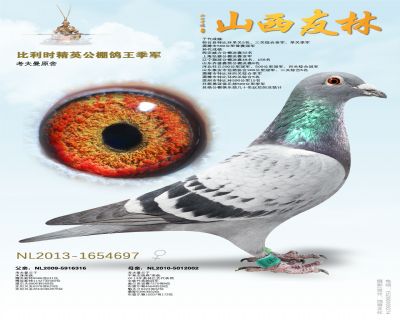 孝夫曼原舍：比利时精英公棚鸽王3名：