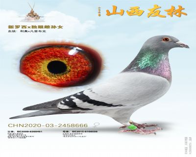 利奥贺尔曼“新罗西*独眼雌”直孙