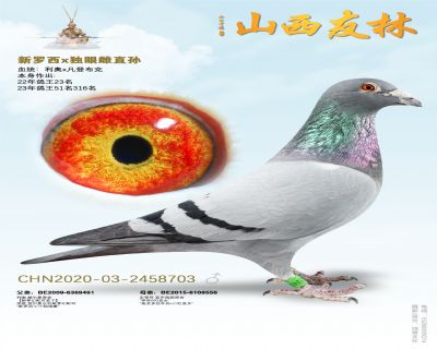 利奥贺尔曼“新罗西*独眼雌”直孙