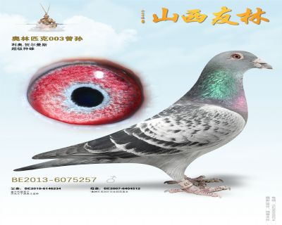“奥林匹克003”直孙