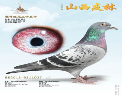 “奥林匹克003”直孙