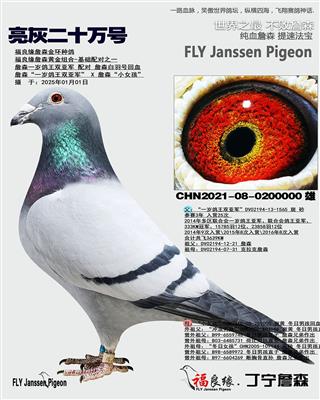 詹森亮灰二十万号