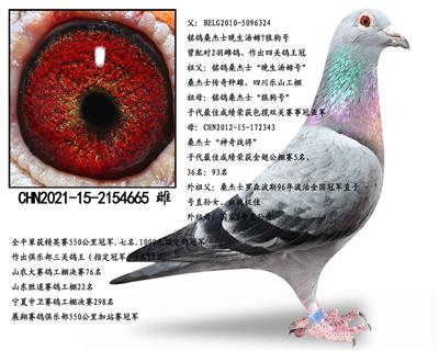 桑杰士顶级种雌