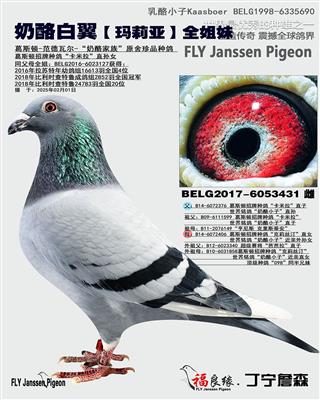 18年全国冠军KBDB全国鸽王4位全姐妹