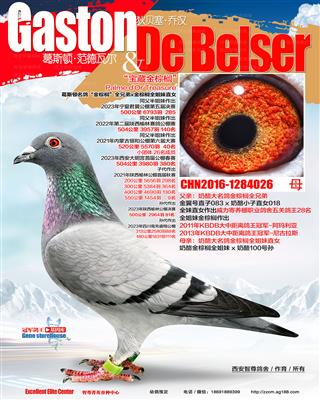 金棕榈（非卖品）