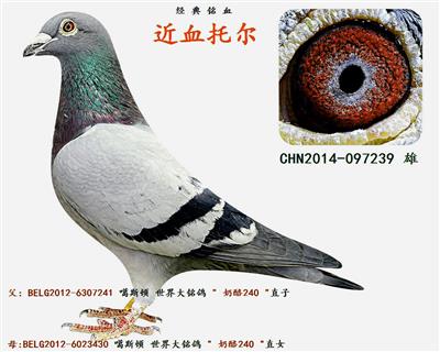 近血托尔