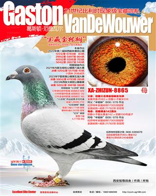 金棕榈公棚140名母