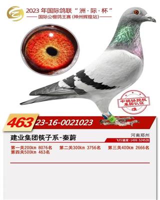 神州辉煌公棚决赛463名