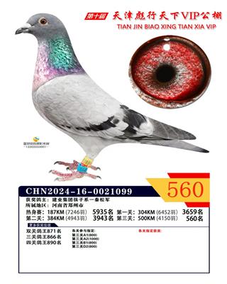 天津彪行天下公棚决赛560名