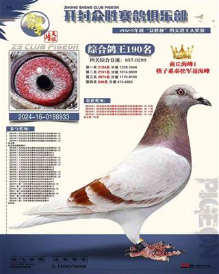 河南众胜寄养棚四关综合鸽王190名