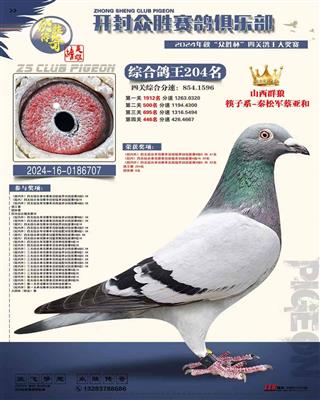 河南众胜寄养棚四关综合鸽王204名