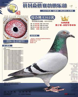 河南众胜寄养棚四关综合鸽王312名