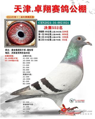 天津卓翔赛鸽公棚决赛552名