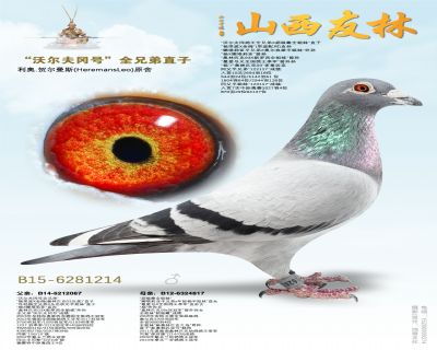 利奥贺尔曼“沃尔夫冈鸽王全兄弟”直子