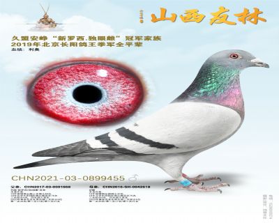 久盟“新罗西x独眼雌”直孙