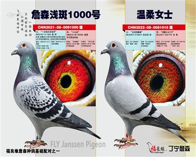 现役种鸽：鸽王詹森*奶酪小子