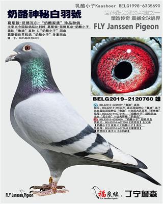 奶酪神秘白羽号