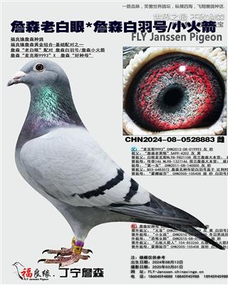 詹森老白眼*詹森白羽号/小火箭