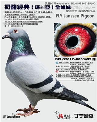 18年全国冠军KBDB全国鸽王4位全姐妹