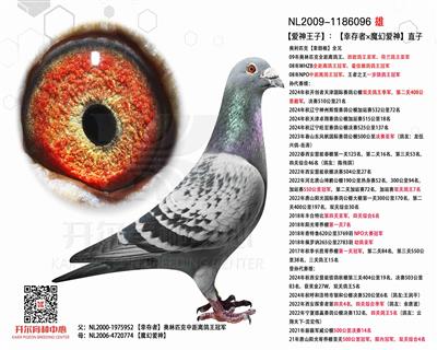 【爱神王子】：【幸存者×魔幻爱神】直子