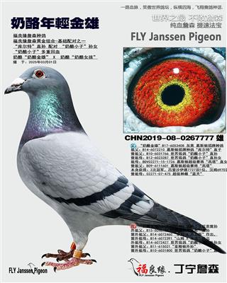 奶酪年轻金雄