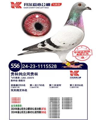 开尔公棚冠军528