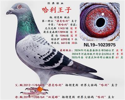 哈利王子