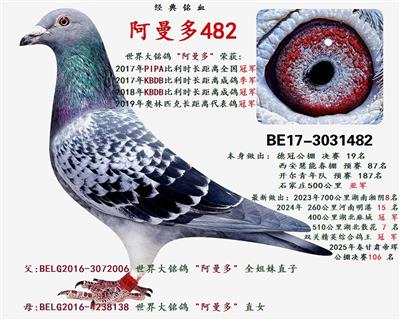 阿曼多 482