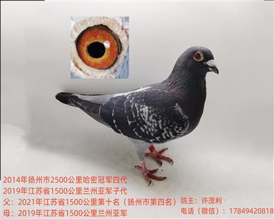 国血超远程吴淞鸽中长距离赛绩鸽子代鸽种鸽