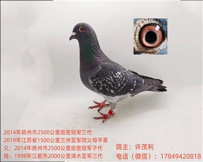 国血超远程吴淞鸽中长距离赛绩鸽子代鸽种鸽
