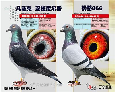 凡戴克 尼尔斯 * 奶酪小子