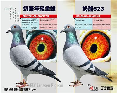 现役种鸽：奶酪小子多重回血